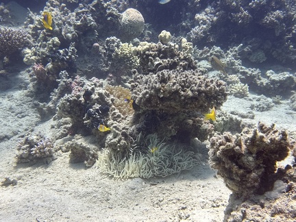 SportDiver 20230629 130548